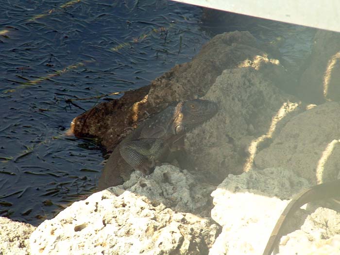 miami_odd_photos (3)