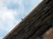new_york (7)