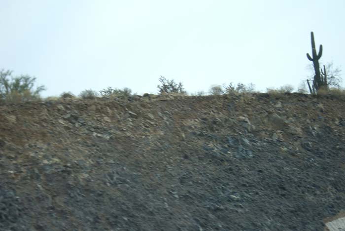 phoenix_alies_sanctuary (11)