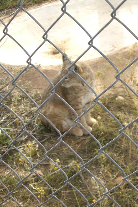 phoenix_alies_sanctuary (31)