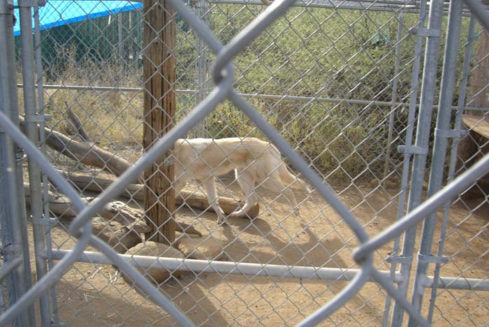 phoenix_alies_sanctuary (33)