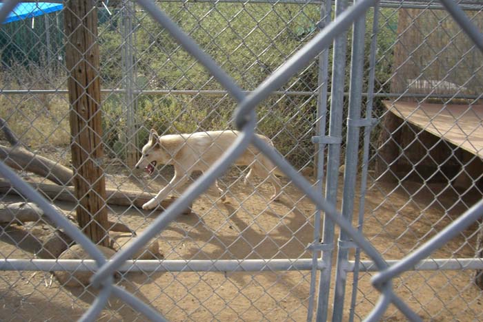 phoenix_alies_sanctuary (34)