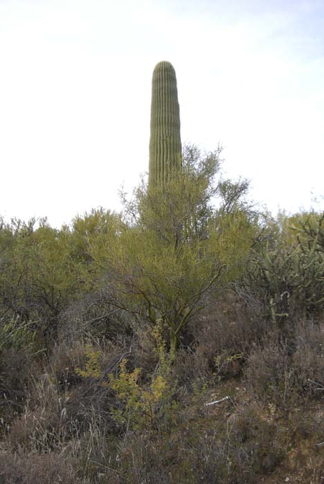 phoenix_alies_sanctuary (69)