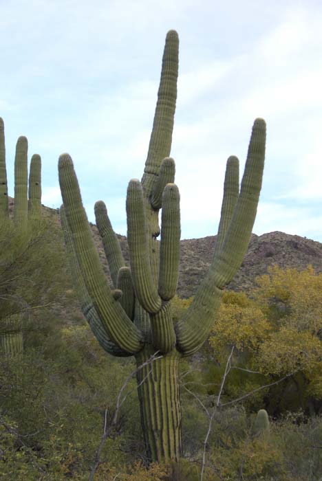 phoenix_alies_sanctuary (72)