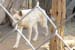 phoenix_alies_sanctuary (37)