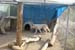 phoenix_alies_sanctuary (41)