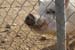 phoenix_alies_sanctuary (54)