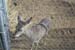 phoenix_alies_sanctuary (57)
