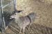 phoenix_alies_sanctuary (59)