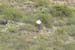 phoenix_alies_sanctuary (61)