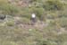 phoenix_alies_sanctuary (62)