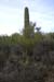 phoenix_alies_sanctuary (68)