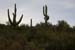 phoenix_alies_sanctuary (75)