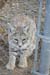 phoenix_alies_sanctuary (84)